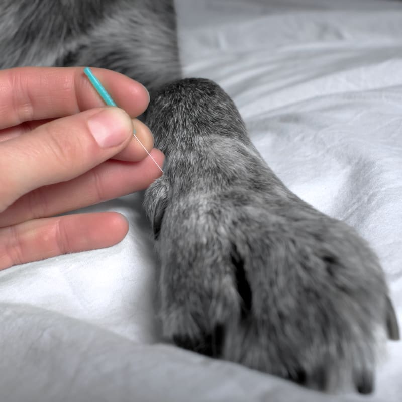Acupuncture, Beacon