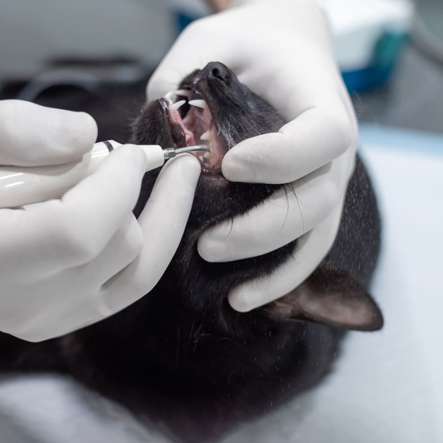 Veterinary Dentistry & Pet Dental Care, Beacon Vet