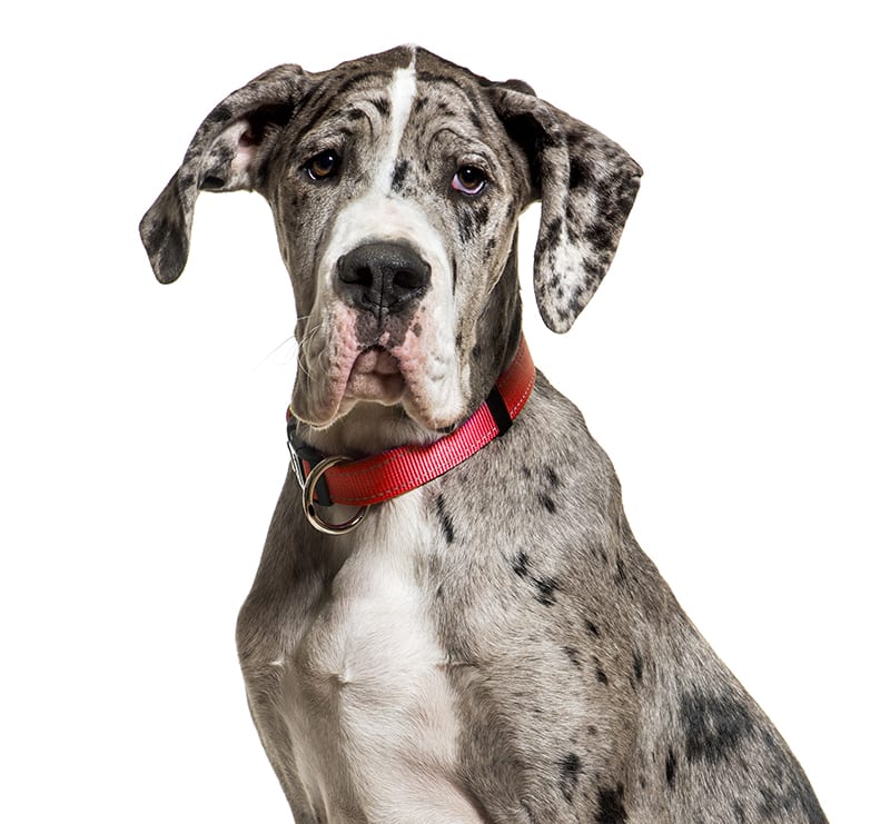 Giant Dogs, The Beacon Veterinary Associates